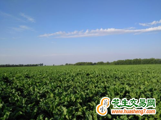 新疆：刷新全國甜菜高產紀錄 ()