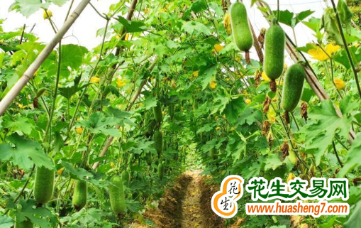 廣西玉林：“致富瓜”助力農戶增收 ()