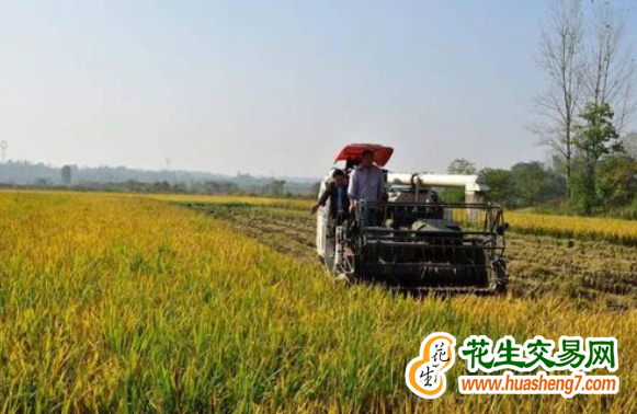 重慶：再生稻總產量預計達10萬噸 ()