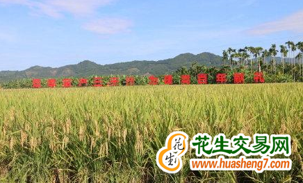 天津：優質小站稻畝產1200斤 ()