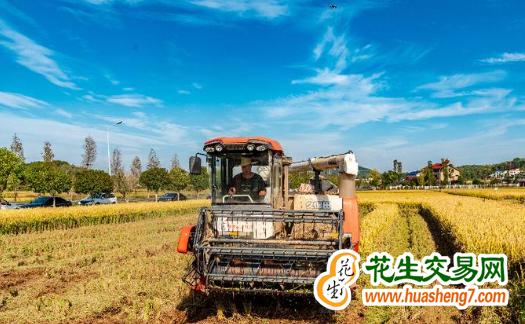 江西：双季稻亩产达1510.91公斤 ()