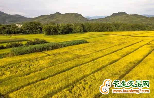 廣西玉林：土地綜合整治區迎來糧食豐收 ()