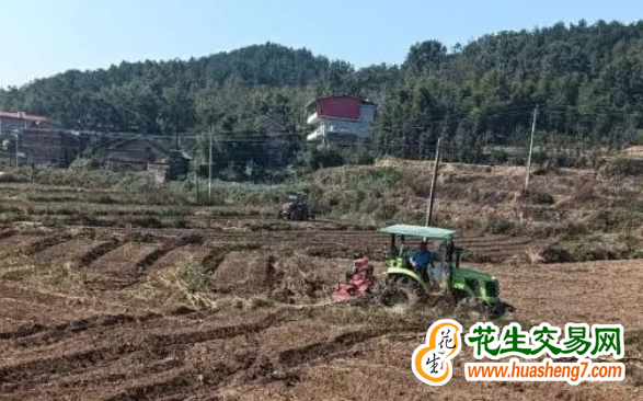 湖北：秋播油菜超1900萬畝創新高 ()