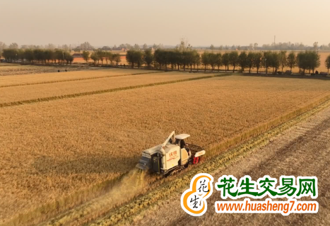 江蘇：糧食產量連續十年超700億斤 ()