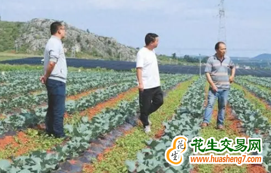云南曲靖：沾益三年建設16.9萬畝高標準農田 ()