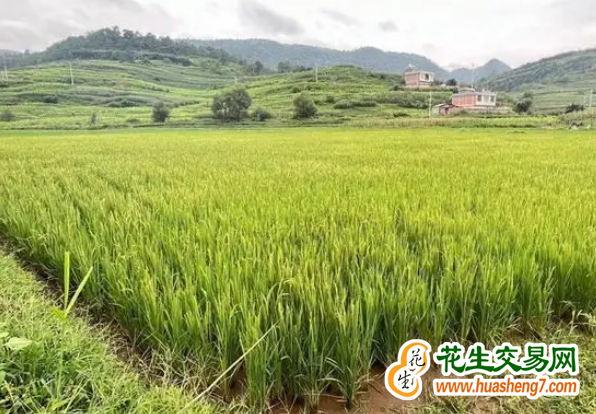 云南墨江：“旱改水”改出新田地 ()