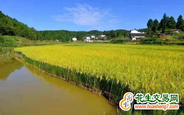 重庆：稻渔综合种养将达120万亩