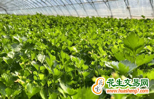 吉林：黑土地上“貓冬”變“忙冬” ()