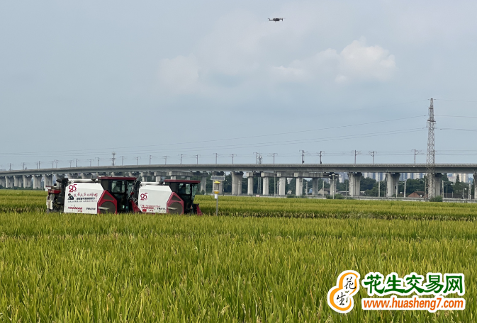 四川：糧食總產(chǎn)量718.8億斤再創(chuàng)歷史新高 ()