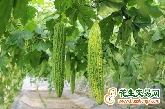 山東壽光：寒冬季節(jié)“菜鄉(xiāng)”忙 ()