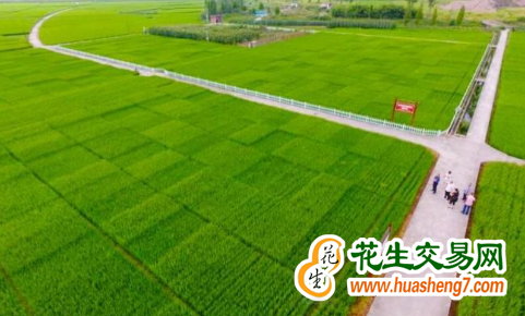 重庆：今年200万亩高标准农田建设任务进入攻坚阶段 ()