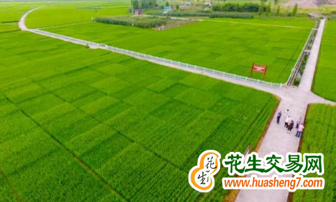 重慶：今年200萬畝高標(biāo)準(zhǔn)農(nóng)田建設(shè)任務(wù)進(jìn)入攻堅(jiān)階段 ()