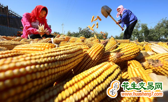 甘肃：2023年粮食生产再获丰收 ()