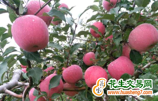 甘肅慶陽：“慶陽蘋果”品牌榮登農(nóng)業(yè)產(chǎn)業(yè)品牌百強(qiáng)榜 ()