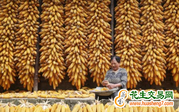 重庆：粮食平均亩产360.6公斤 增幅达3.2% ()