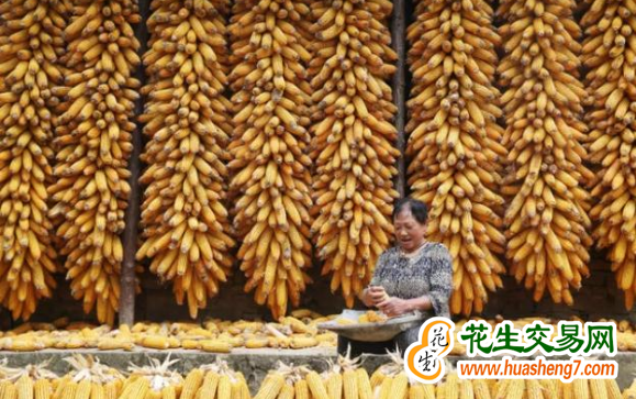 重慶：糧食平均畝產(chǎn)360.6公斤 增幅達(dá)3.2% ()
