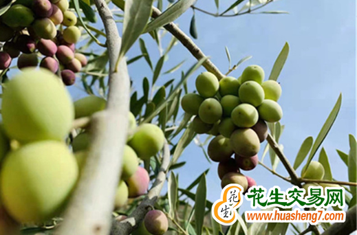 甘肅：完成核桃花椒油橄欖產(chǎn)業(yè)三年倍增任務(wù) ()