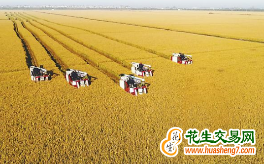 安徽：糧食產(chǎn)量、播種面積再創(chuàng)歷史新高 ()