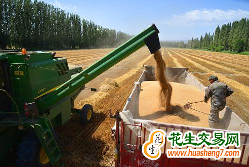 新疆：粮食多项生产指标全国领先 ()