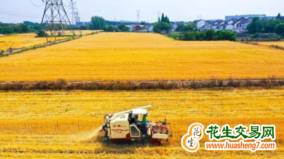 江苏连云港：粮食生产实现“三增” ()