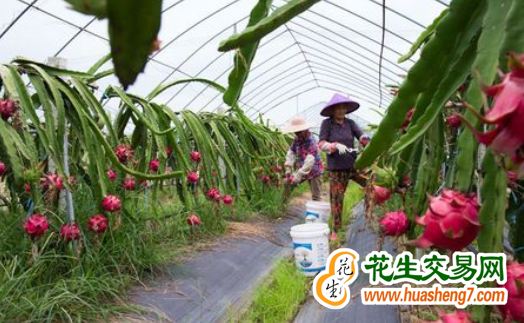 河北滄縣：農(nóng)旅融合火龍果“紅” ()