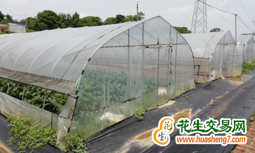 重慶：各地?fù)屪マr(nóng)時(shí)做好春…