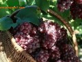乌海市葡萄产业发展迅速 ()