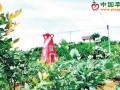 广东惠州：水果种植面积达110万亩 ()