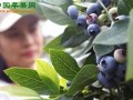 青岛张家楼：蓝莓“走红”央视 ()