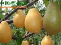 四川雅安凤鸣乡：水果产业发展助百姓脱贫 ()