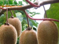 贵州兴仁：猕猴桃助百姓致富增收 ()