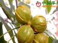浙江临安：“临安山核桃”亮牌战略启动 ()
