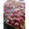大量供应应季苹果，美八自然熟，嘎啦正式上市