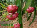广东省广州：“人造太阳”助火龙果早上市 ()
