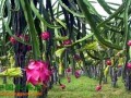 浙江萧山：“沙地风情”火龙果文化节开幕 ()