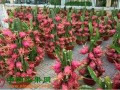 安徽马鞍山：火龙果铺就致富路 ()
