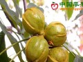 浙江临安：山核桃采收在即 ()
