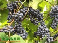 宁夏银川：葡萄产业技术创新联盟正式成立 ()