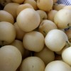 大量供應(yīng)皇冠梨