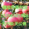 山東嘎啦，美八蘋果便宜了