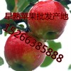 山東嘎啦美八蘋果產地直銷