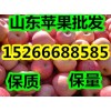 15266688585山东美八苹果大量供应
