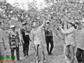 辽宁：早金酥梨开始上市 ()