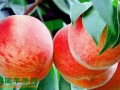 北京平谷：“互联网+大桃”工程助推电商发展 ()