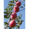 本企業(yè)大量供應(yīng)紅富士