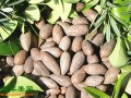 浙江东阳：无纺布袋技术助力香榧采摘 ()