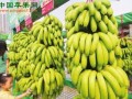 广西香蕉产业东盟业务拓展迅速 ()