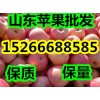 15266688585山東紅星蘋果產地