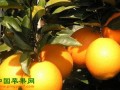 宜昌秭归：脐橙精选交易平台项目正式开工 ()