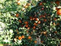 广西百色：沙糖桔种植助力脱贫 ()
